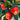 Apple Wall Art