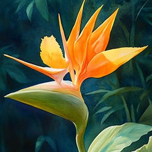 Bird-of-paradise