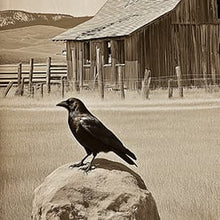 Crow-raven