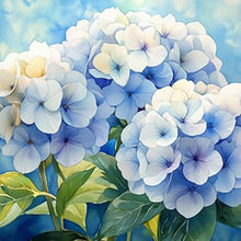 Hydrangeas