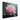 Radiant Lotus Bloom Canvas Wrap / 32 x 24