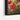 Scarlet Bloom Symphony Framed Canvas (Black) / 32 x 48