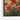 Scarlet Bloom Symphony Framed Canvas (Walnut) / 20 x 30
