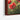 Scarlet Bloom Symphony Framed Canvas (Walnut) / 18 x 24