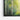 Sunlit Birch Symphony Framed Canvas (Black) / 32 x 24