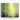 Sunlit Birch Symphony Canvas Wrap / 10 x 8