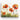 Vivid Sunrise Poppies in Bloom Canvas Wrap / 10 x 8
