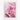 Blossoming Cactus Dreams at Dawn Fine Art Print / 24 x 32