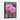 Vibrant Bloom in Desert Tranquility Framed Canvas (Black) / 30 x 40