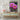 Vibrant Bloom in Desert Tranquility Canvas Wrap / 24 x 32