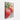 Fresh Dew on Crimson Apples Canvas Wrap / 32 x 48