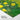 Vibrant Lemon Essence in Green Fine Art Print / 14 x 11