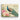 Majestic Peacock in Blossom Symphony' Canvas Wrap / 40 x 30