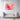 Radiant Bloom: Visions in Pink Canvas Wrap / 48 x 32